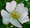 wei�e Rose